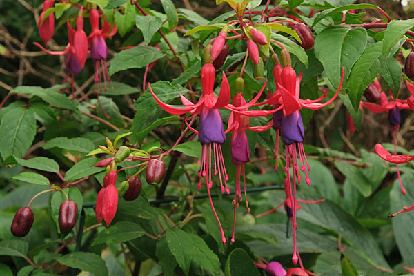 Lechlade Magician  Fuchsia